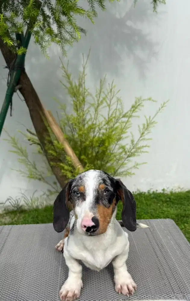 Calon Pejantan White Dapple Dachshund