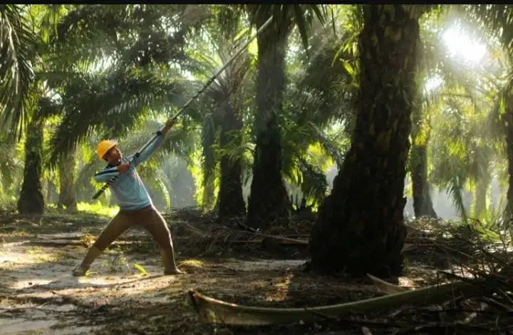 Loker sawit akad jawa timur