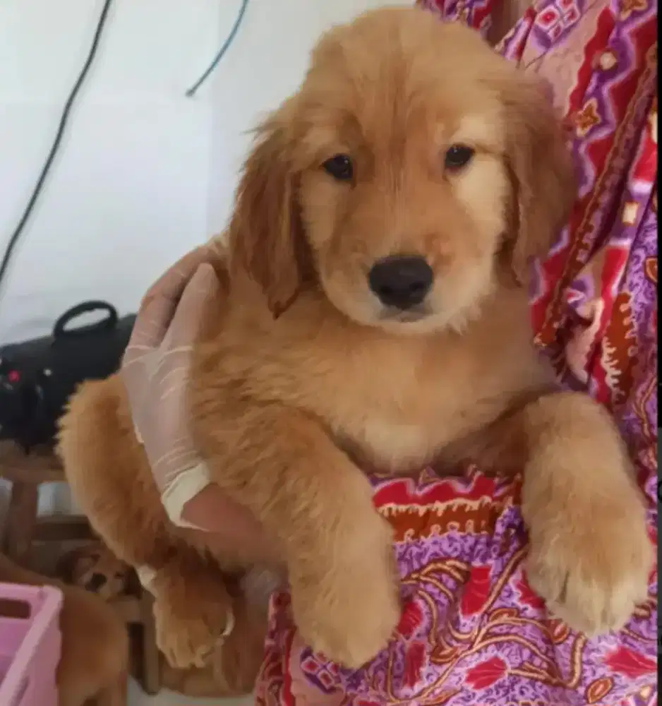 Anak Anjing Golden Retriver Stanboom