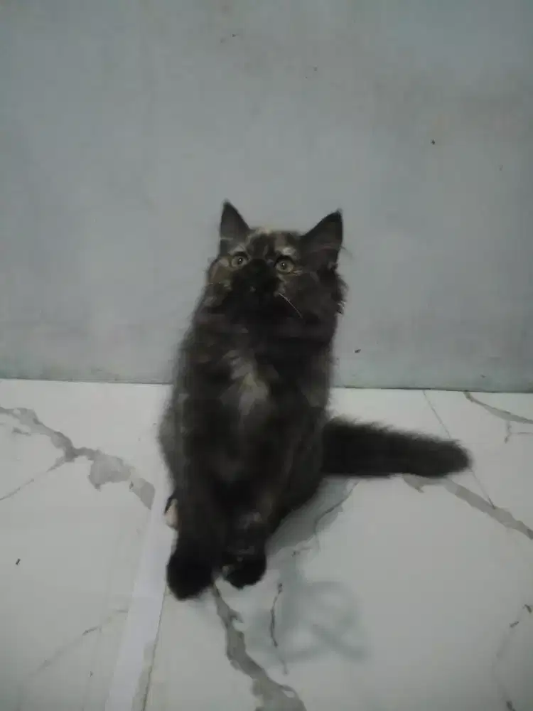 Kitten / anak kucing