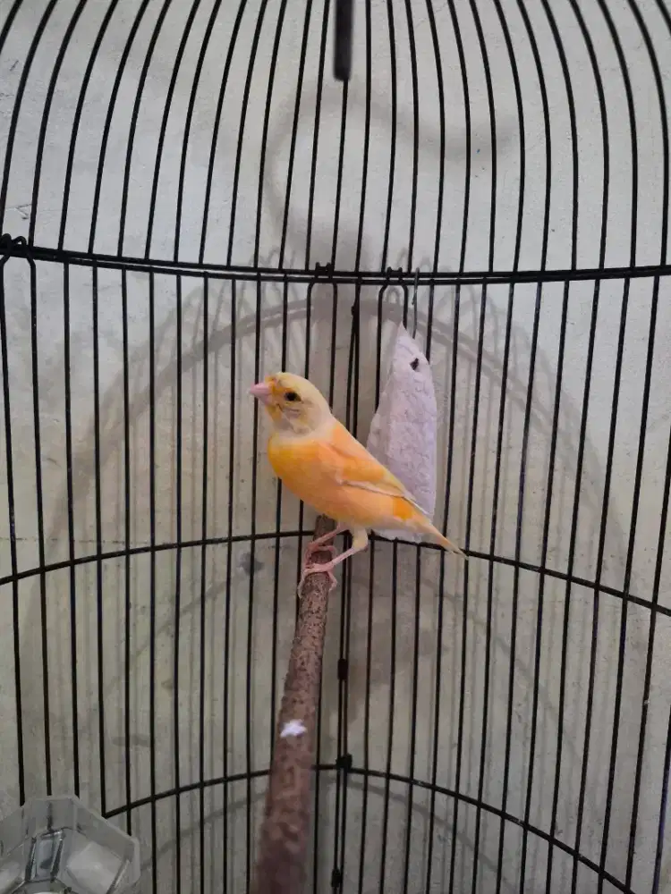 Kenari gacor kenari kalitan gacor kenari kecil gacor kenari masteran