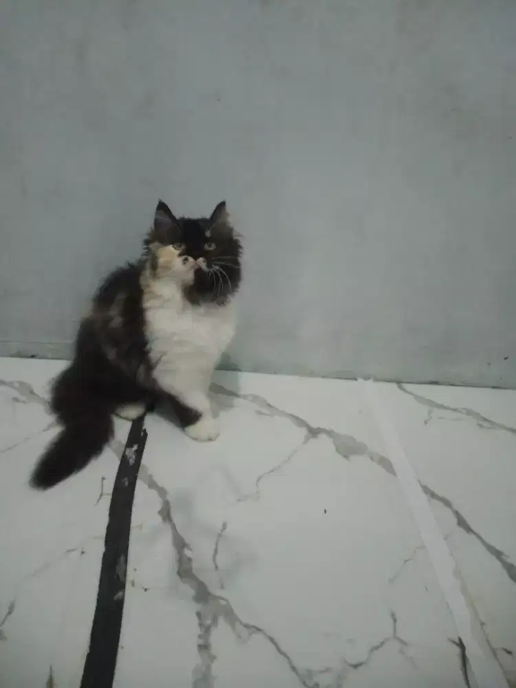 Kitten / anak kucing