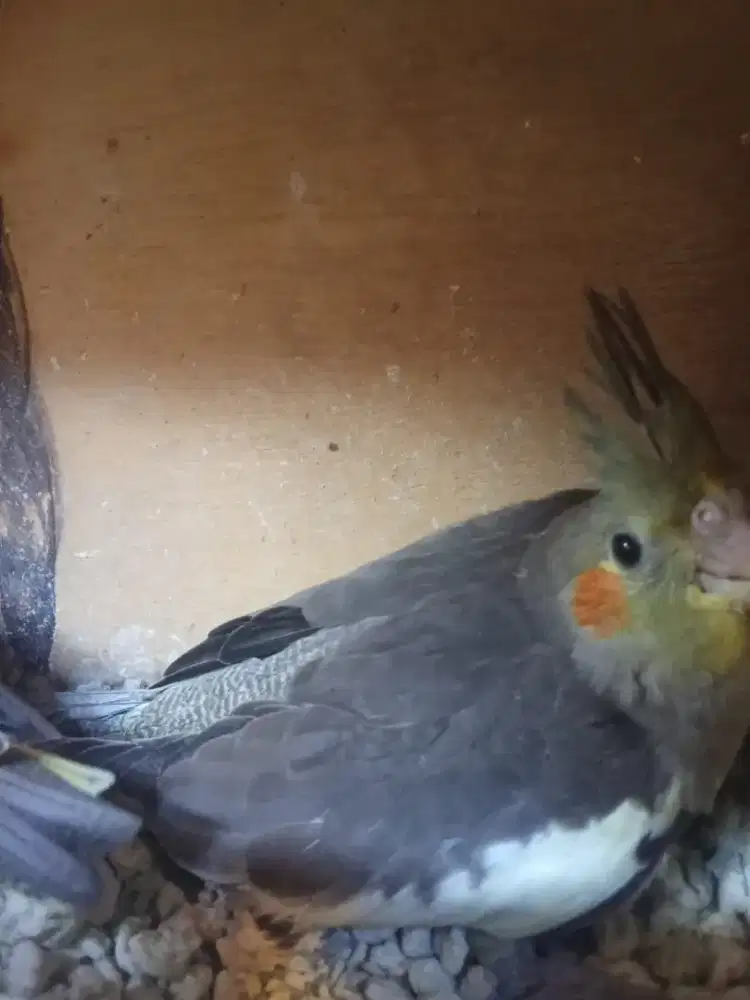 The Baby falk super jinak