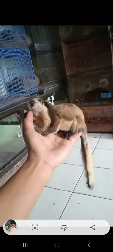 Giant squerel ja_larang betina jinakntotal