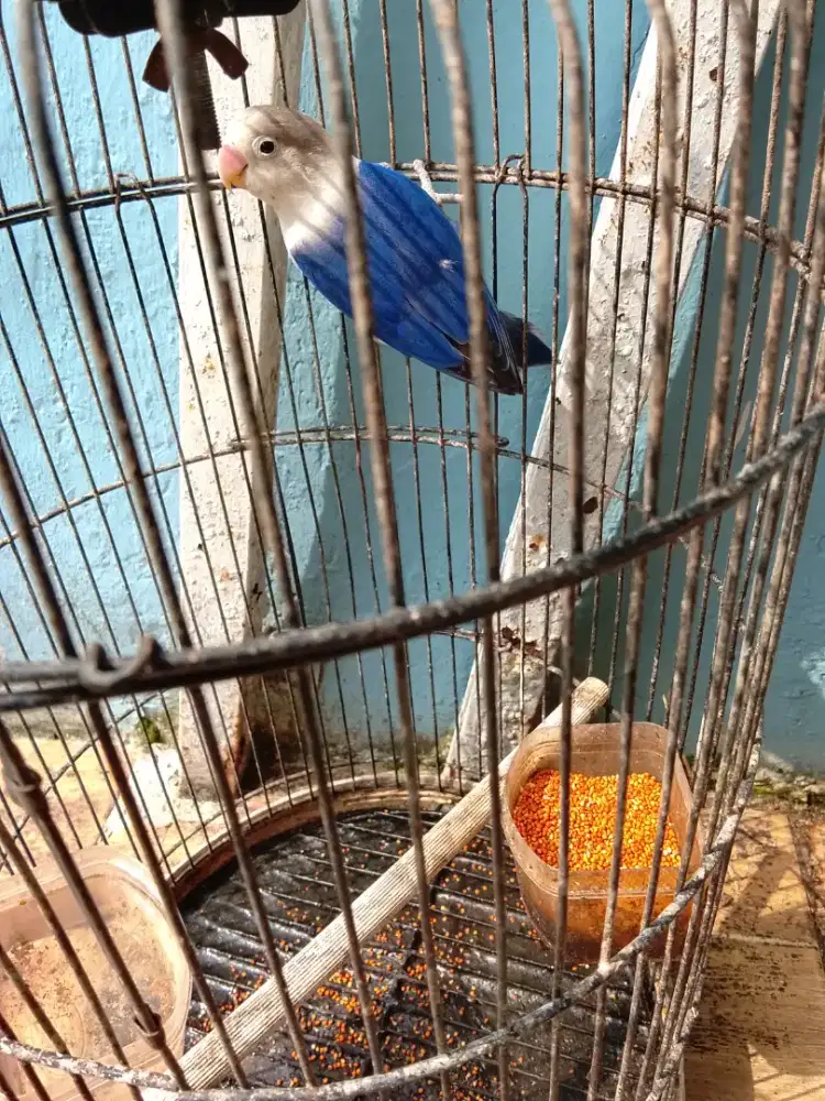 Jual burung lakbet