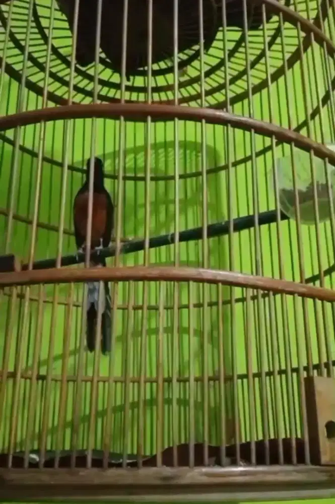 Murai muda hutan dewasa