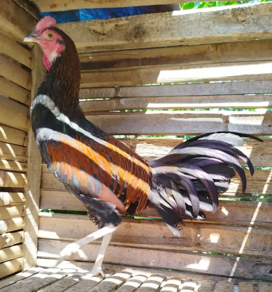 Jual ayam bekisar wiring kuning 7bln belajaran kokok bakal suara besar