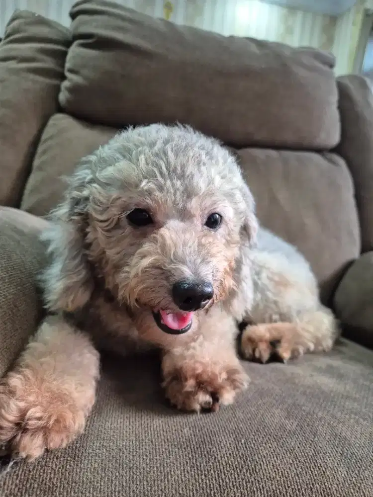 Dijual anjing poodle female 3y.o