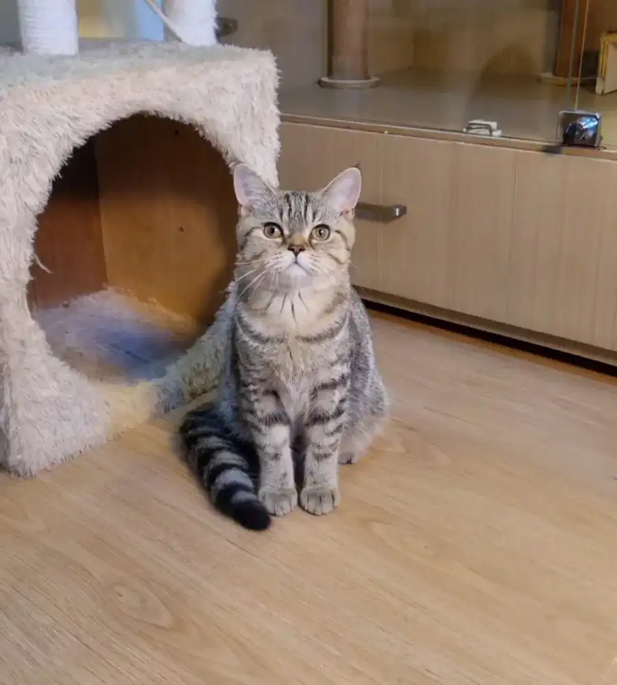 Scottish BSH (kitten)