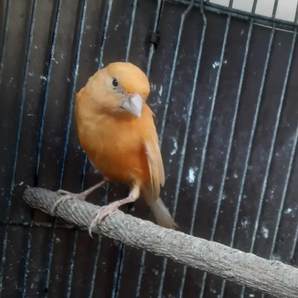 Kenari paud jaminan jantan