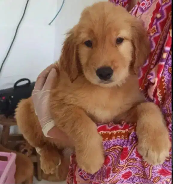 Anak Anjing Golden Retriever Stanboom 3 bln