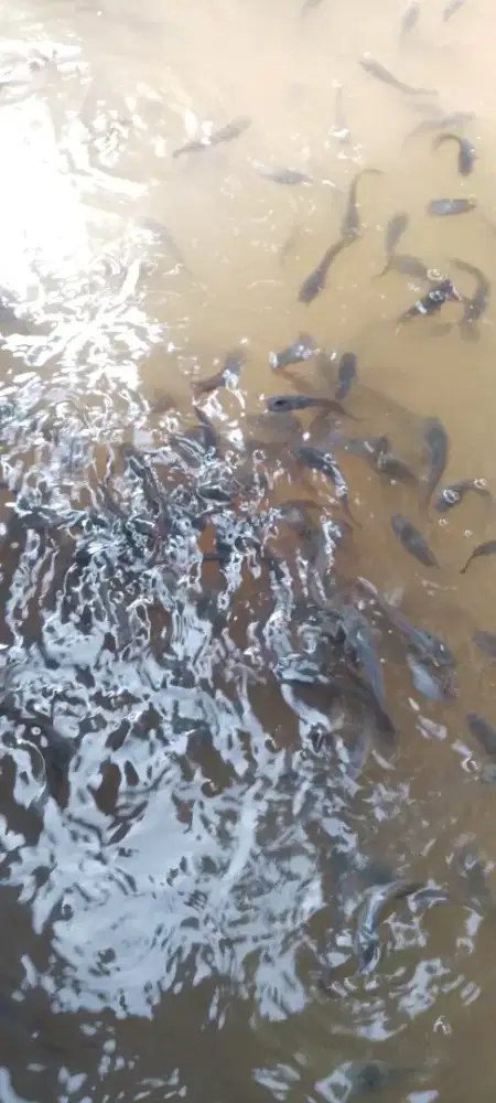 Bibit lele 9-10-11 cm