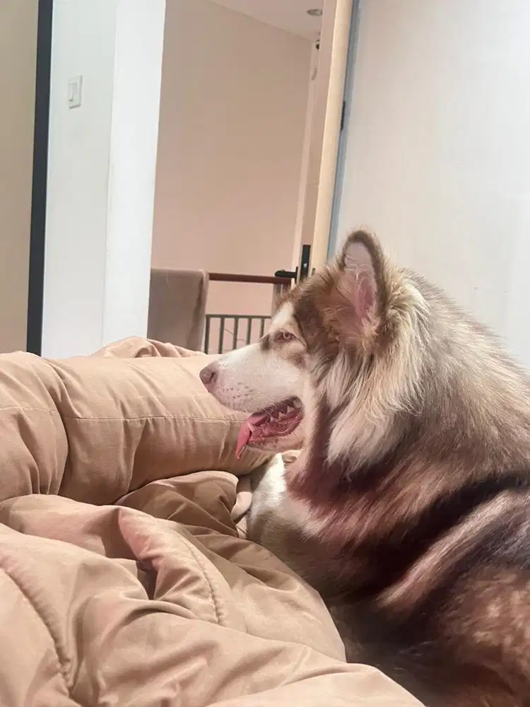 Jual Alaskan Malamute 1 Thn - Sehat & Aktif