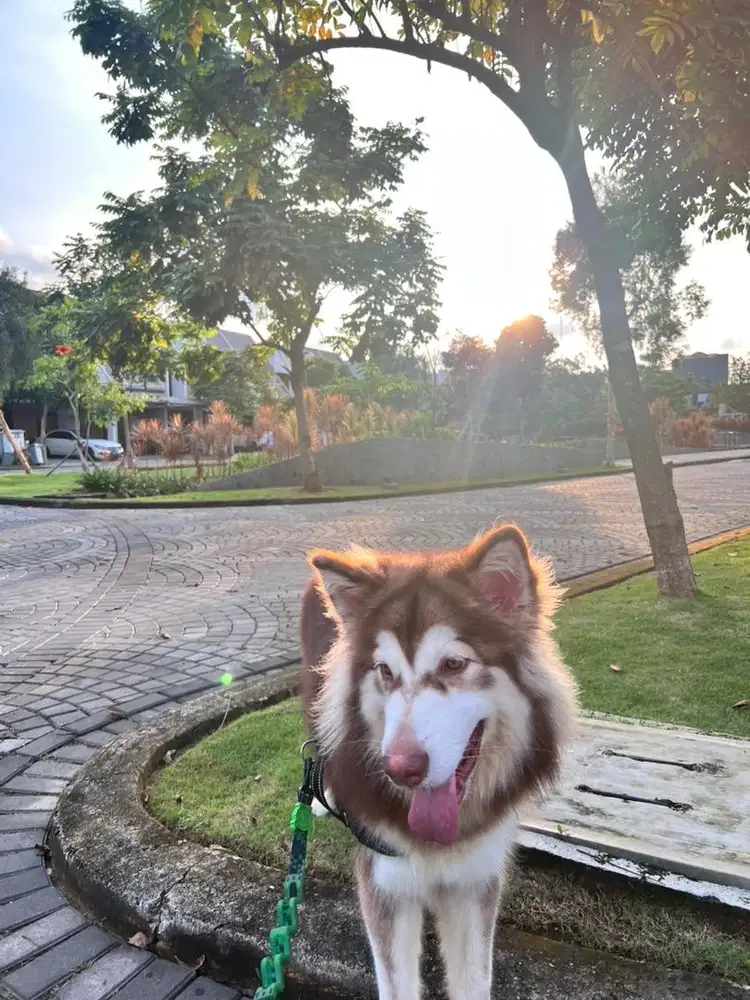 Jual Alaskan Malamute 1 Thn - Sehat & Aktif