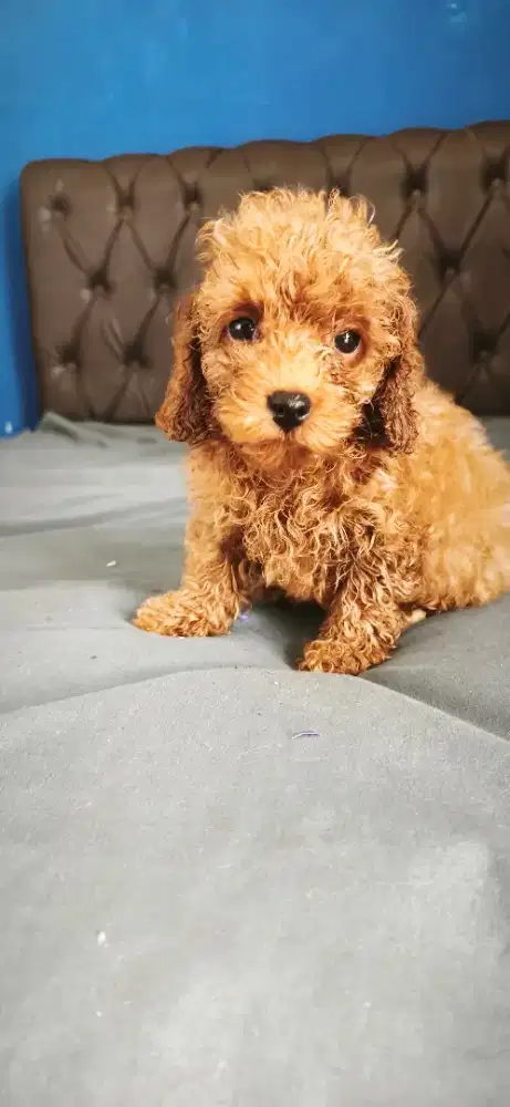 POODLE lincah & sehat