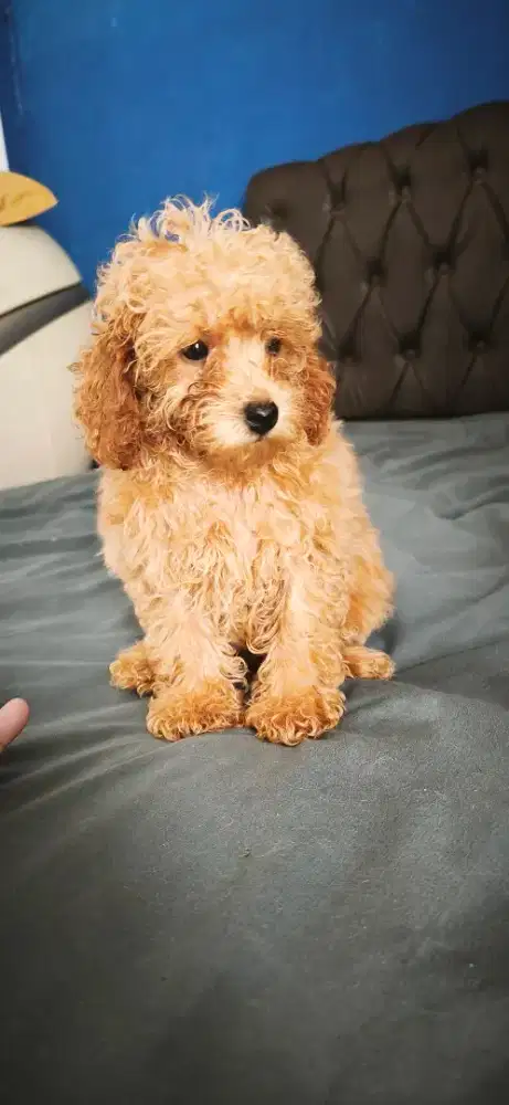 POODLE lincah & sehat