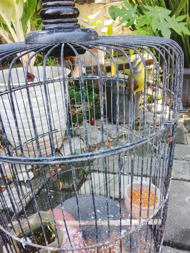 Jual burung Mozambik jantan