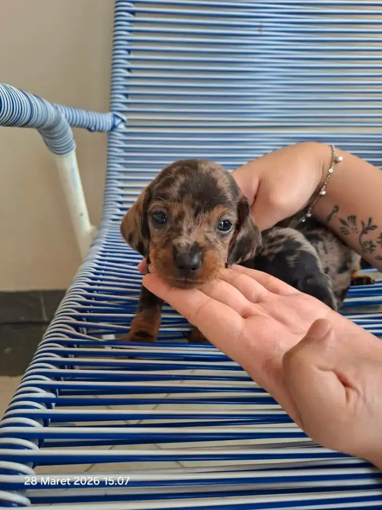 Anakan Anjing Tekel Pure