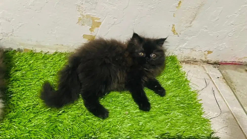 Kucing persia blacksmoke