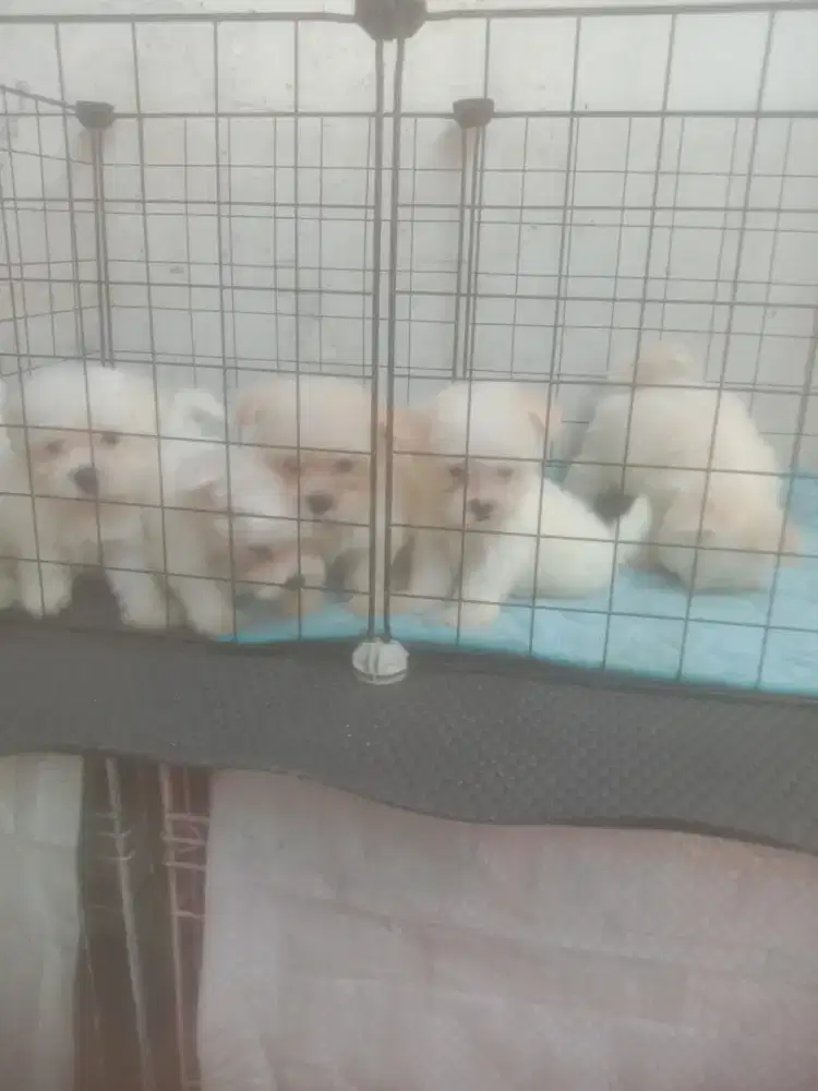 Anakan Maltese jtn btn 1.5 bln