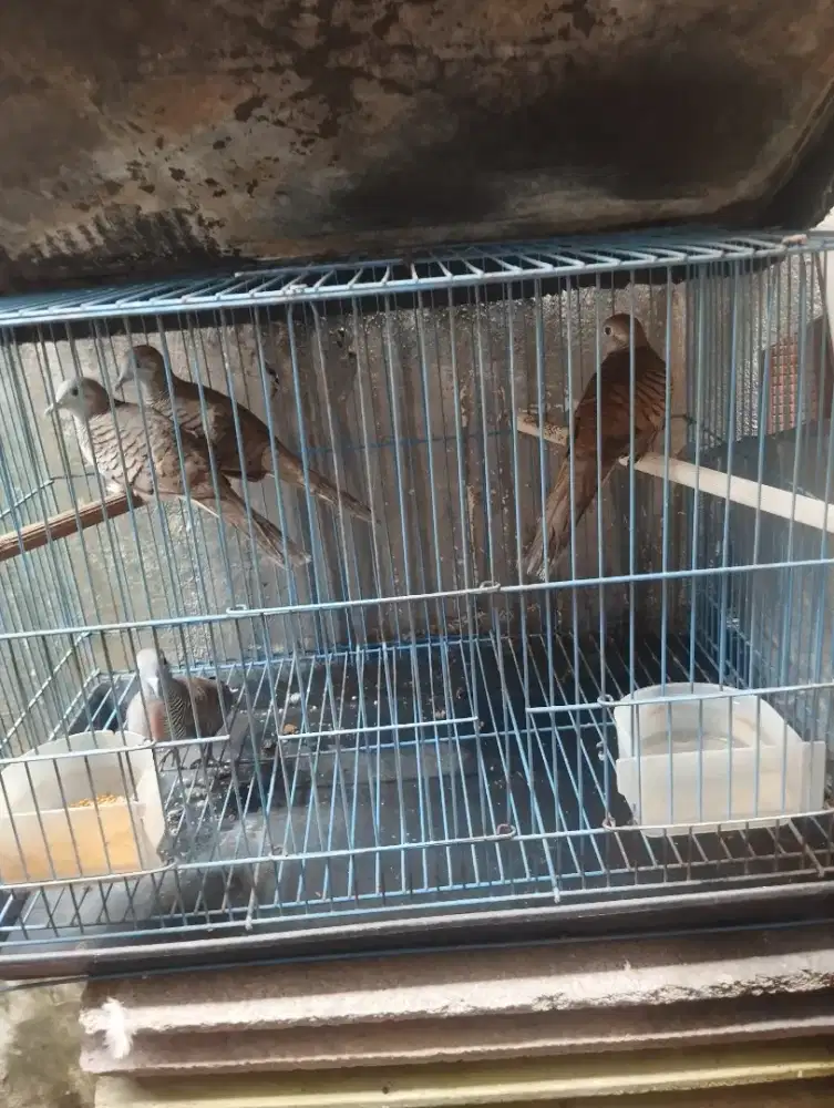 Jual burung perkutut dari Jawa Tengah Blora