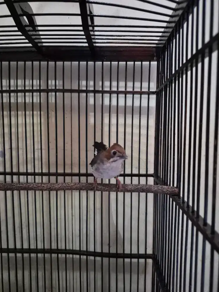 Jenggot mini gacor burung yuhina gacor burung gereja hutan gacor