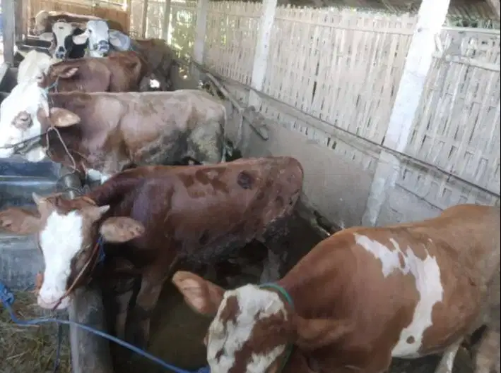 sapi qurban limosin metal pegon 450kiloanUP siap kurban 2026 jamin top