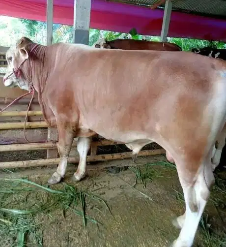 sapi qurban limosin metal pegon 450kiloanUP siap kurban 2026 jamin top