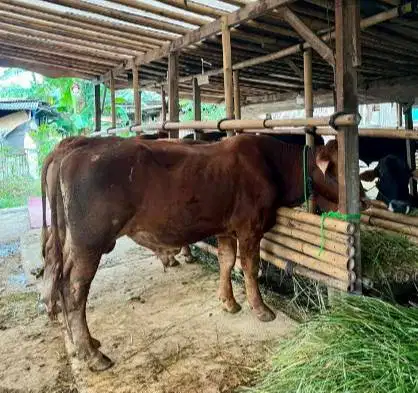 sapi qurban limosin metal pegon 450kiloanUP siap kurban 2026 jamin top