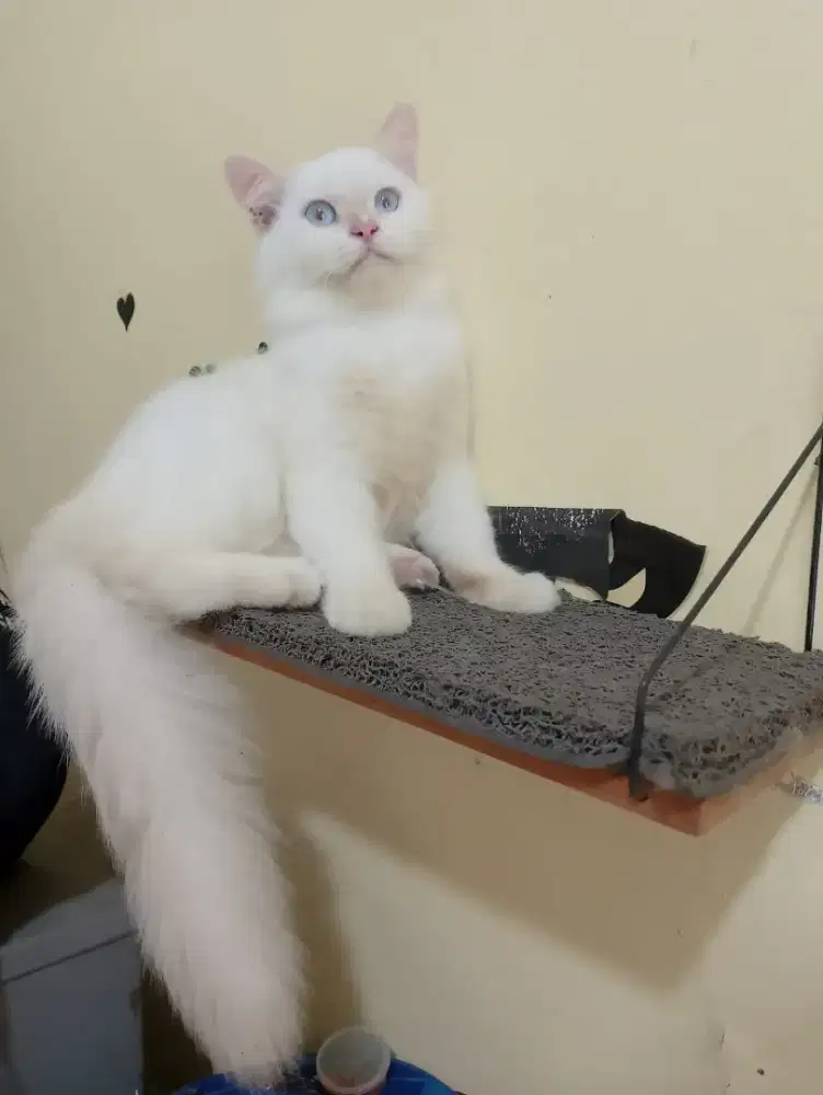 Kucing kitten/anak kucing Persia himalaya