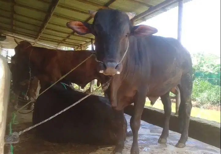 sapi jantan limosin metal pegon 450kiloanUP timbang hidup siap kurban