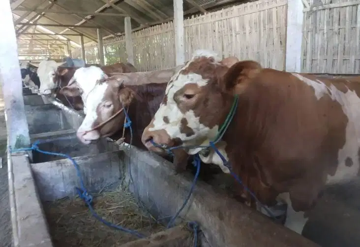 sapi jantan limosin metal pegon 450kiloanUP timbang hidup siap kurban