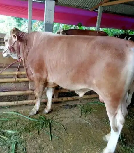 sapi jantan limosin metal pegon 450kiloanUP timbang hidup siap kurban