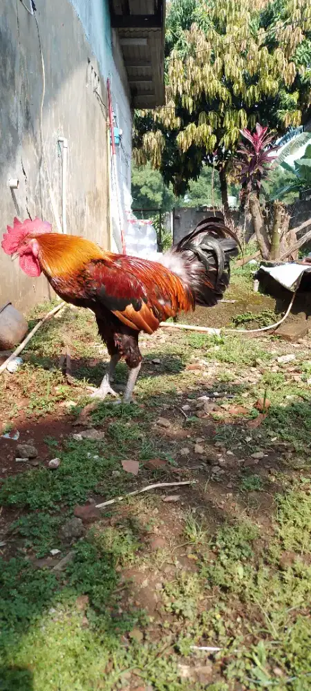 for sale aym pelung msh muda, body gede cocok buat alarm pg ?