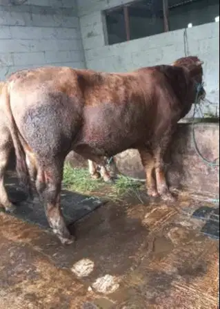 sapi jantan 450kiloanUP limosin metal pegon siap hewan kurban 2026 top