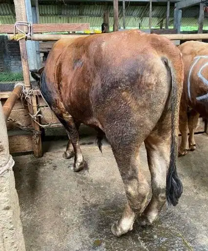 sapi jantan 450kiloanUP limosin metal pegon siap hewan kurban 2026 top