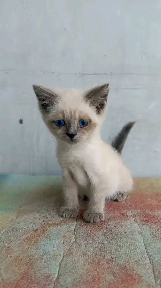 Kucing Kitten BSH Himalaya