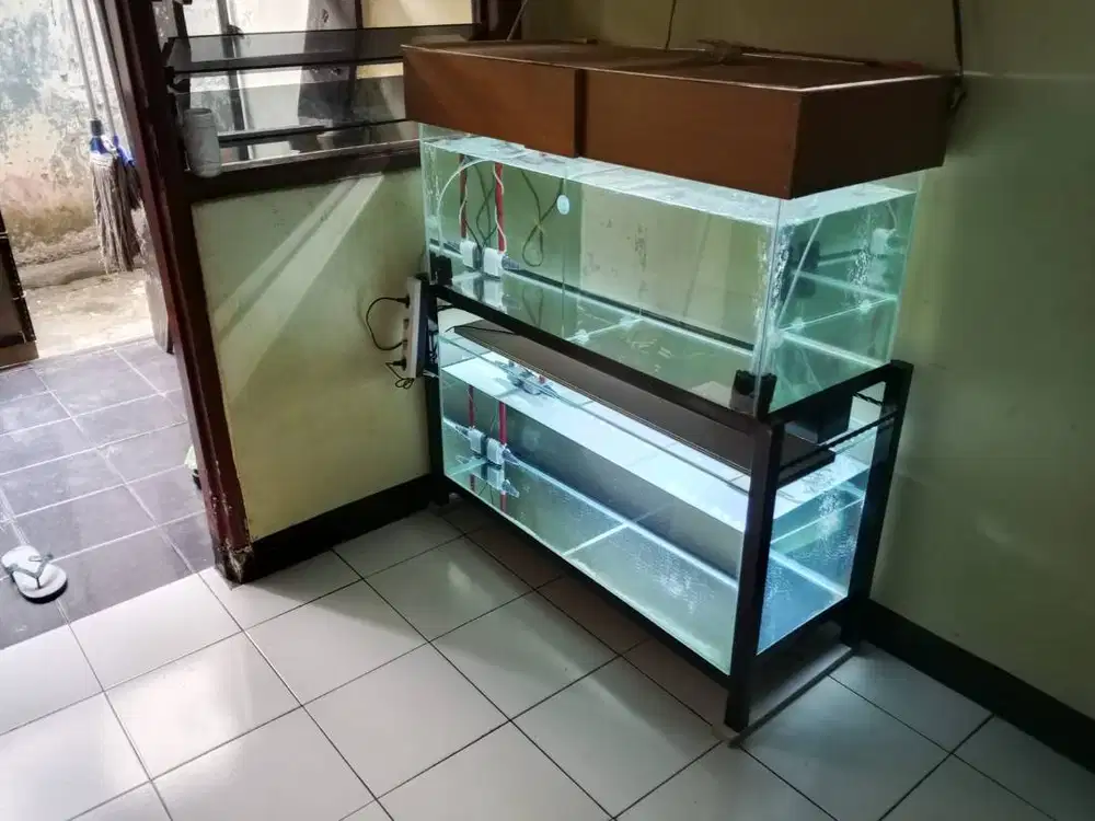 Ikan Arwana Channa Betok Betutu Betik