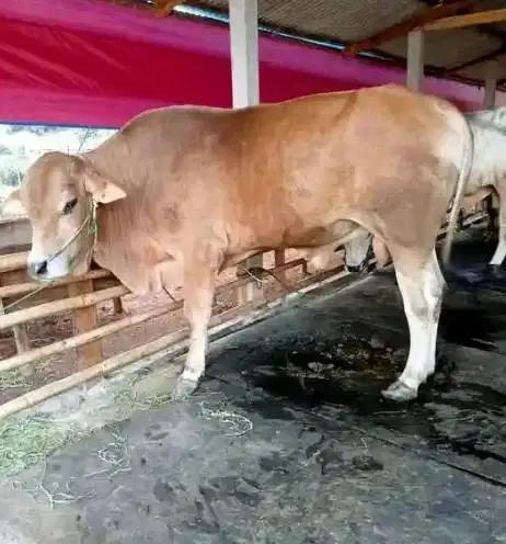 sapi qurban 450kiloanUP timbang hidup limosin simental pegon rawatan