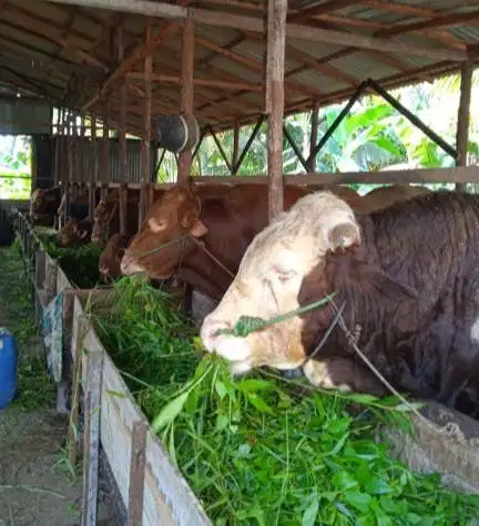 sapi qurban 450kiloanUP timbang hidup limosin simental pegon rawatan