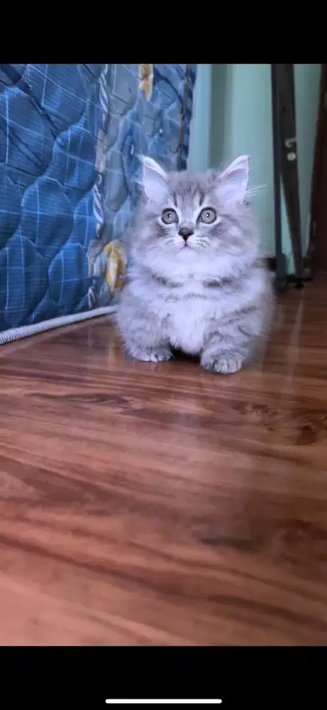 Kucing munchkin minuet