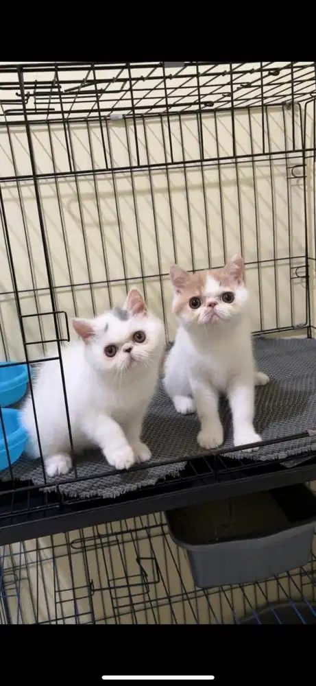 Kucing Exotic shorthair