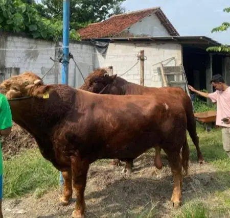 sapi limosin simental pegon 450kiloanUP jantan siap hewan qurban 2026