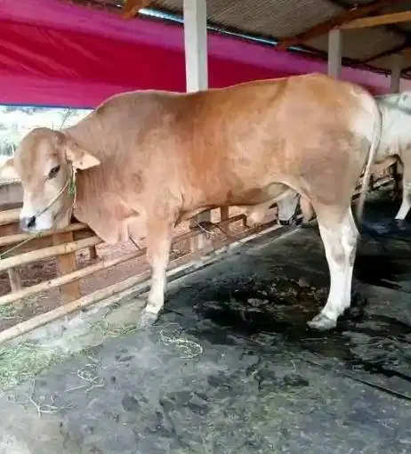 sapi limosin simental qurban 450kiloanUP jual kiloan 70rb-an/kilo puas