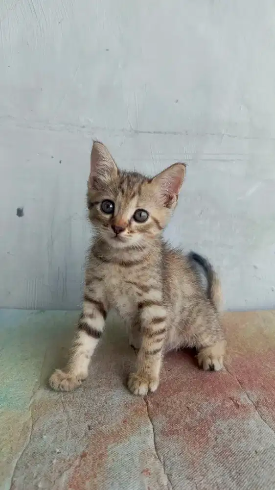 Kucing Kitten Persia Medium