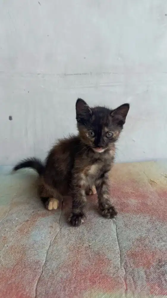 Kucing Kitten Persia Medium