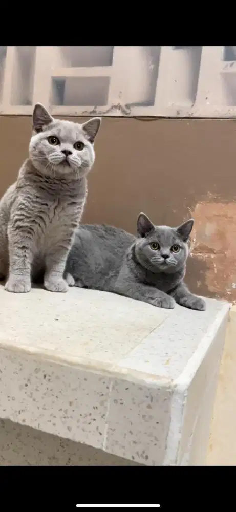 Kucing british shorthair