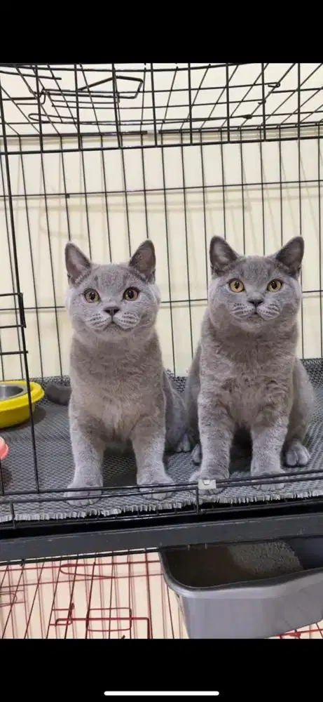 British shorthair anakan import