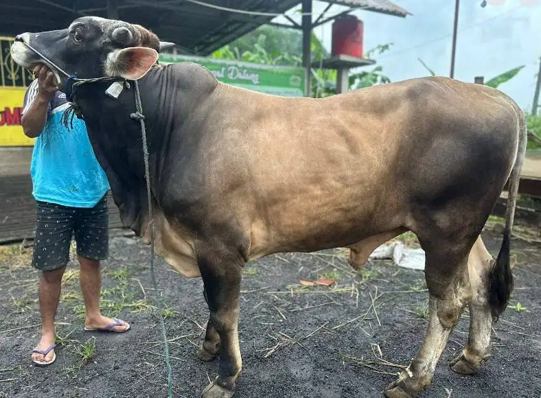 sapi jantan 450kiloanUP limosin simental pegon siap sapi kurban 2026