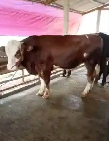 sapi jantan 450kiloanUP limosin simental pegon siap sapi kurban 2026